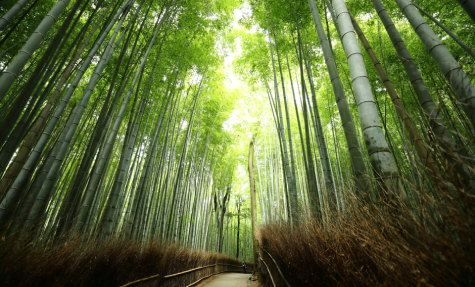 京都観光にオススメ